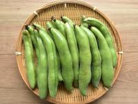 5月末まで【期間限定】房州そらまめ　4kg（約80～100本）