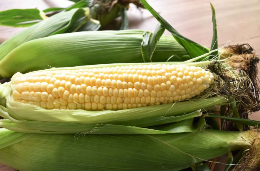 トウモロコシ