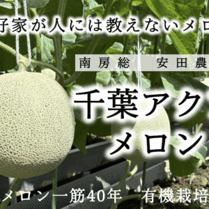 【メロン】安田農園の千葉アクアメロン 2玉セット〜1本の苗から収穫は1玉だけ 愛好家が他人に教えないメロン【安田農園/千葉県南房総市産】